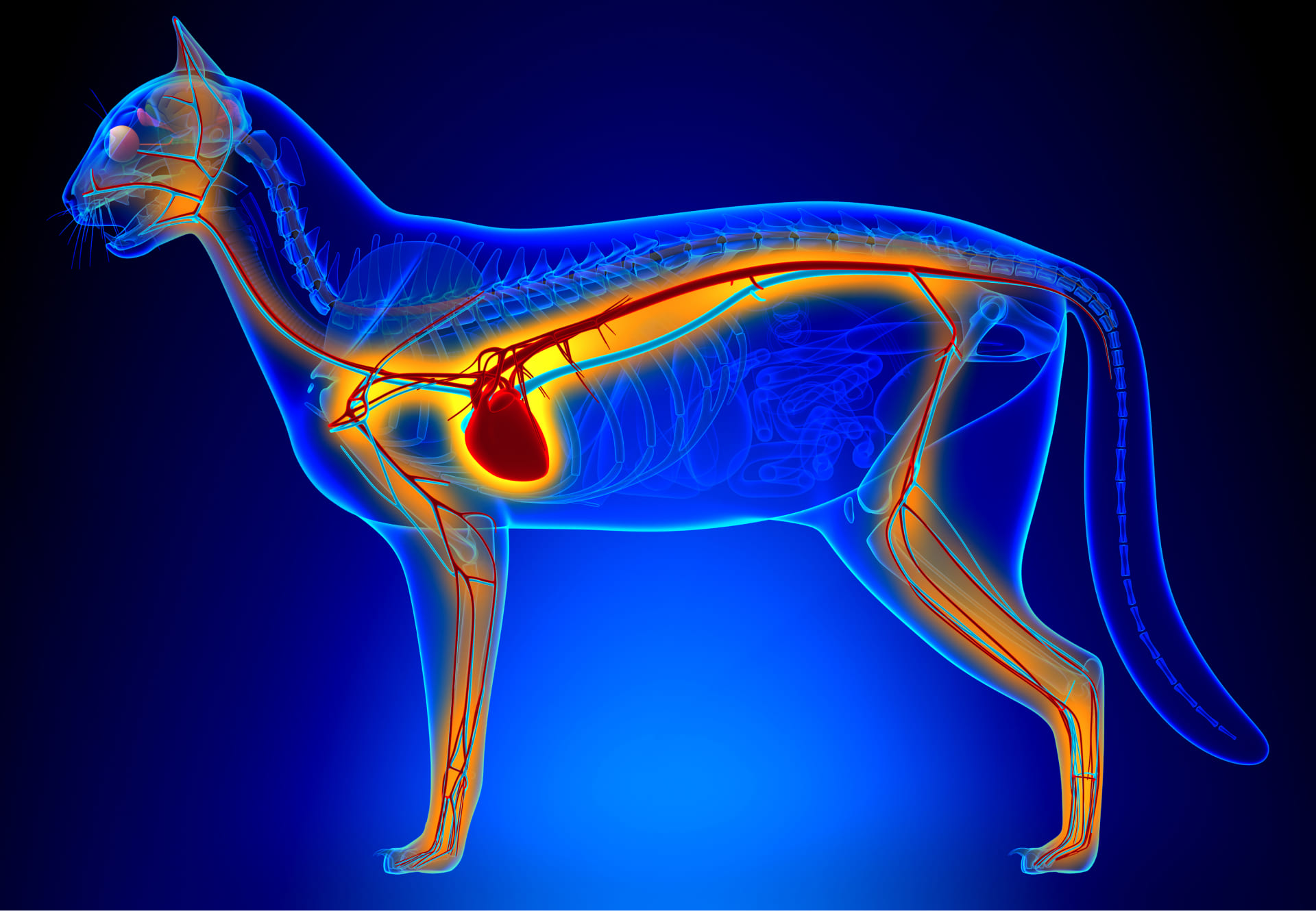 Luusto ja lihakset: kissan anatomia